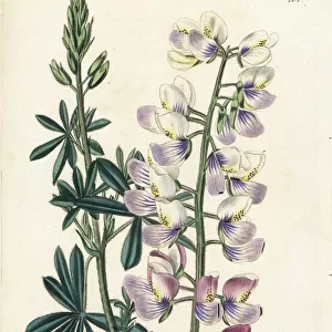 Woolly various-coloured lupine, Lupinus tomentosus