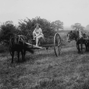 WW2 - Haymaking with horses at Stevington