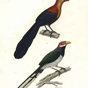 Yellow-billed malkoha and red-faced malkoha