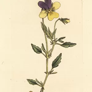 Yellow mountain pansy, Viola lutea