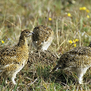 Young Alpine Ptarmigans on guard while others in