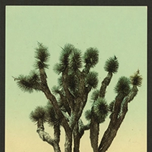 Yucca cactus at Hesperia, California