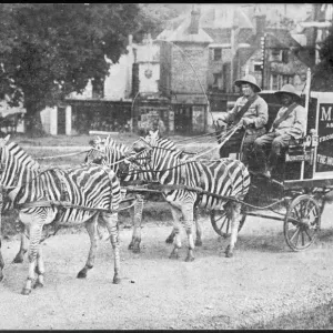 Zebras Pull Mazawattee Tea Cart Print