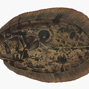 Zeugopterus punctatus, or Topknot