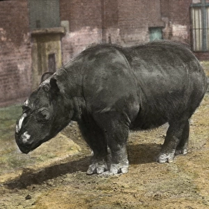 Zoo - Hairy-eared Rhinoceros