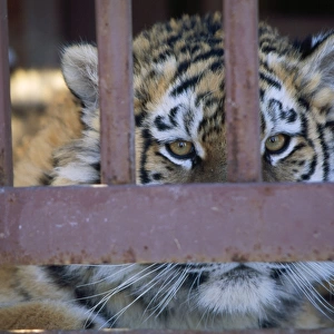 ZOO - Young Tiger in a Cage, young female, close up to bars