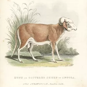 Zunu or goitered sheep of Angola, Ovis aries