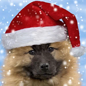Utility Jigsaw Puzzle Collection: Eurasier