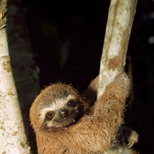 Popular Themes Fine Art Print Collection: Sloths