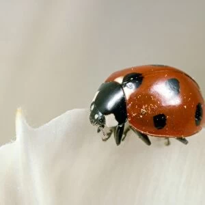 7-spot Ladybird - UK also know as Coccinella septempunctata