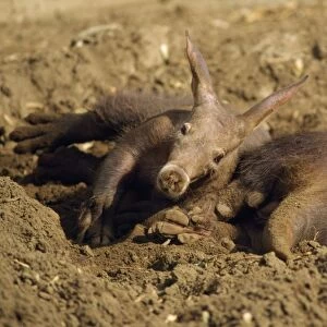 Aardvark - young & mother in sand wallow Africa