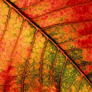Autumn Leaf Print - Underside