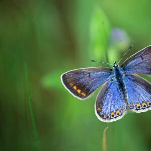 Adonis Blue Butterfly - Female resting