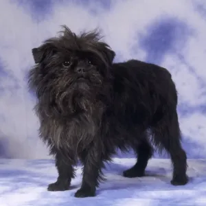 Affenpinscher Print Affenpinscher Print