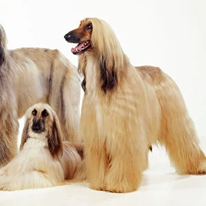 Hound Mouse Mat Collection: Afghan Hound