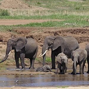 African Bush / African Savanna Elephant - herd drinking water - Tarangire NP - Tanzania