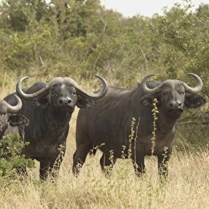 African / Cape Buffalo - herd - Maasai Mara - Kenya