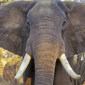 African elephant Bull. Being aggressive. Mana Pools National Park, Zimbabwe, Africa