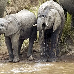 African Elephant - herd drinking from Mara River. Kenya - Africa