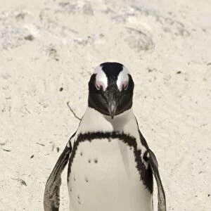 African / Jackass Penguin on the beach - South Africa