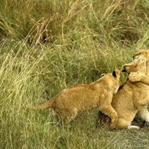 African Lion - cubs playing - Masai Mara National Reserve - Kenya JFL10656