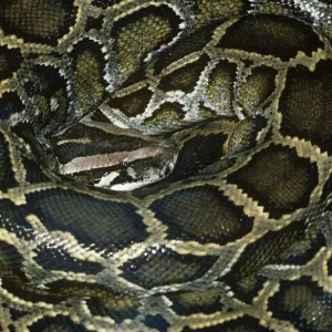 African Rock Python - Coiled Print