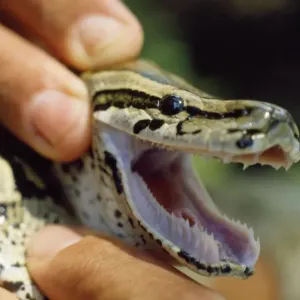 African Rock Python Print - Showing Teeth