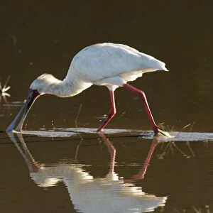 African Spoonbill - feeding in water. South Luangwa Valley National Park - Zambia - Africa