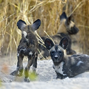 African Wild Dog - 6-8 week old pup(s) - Okavango Delta - Botswana