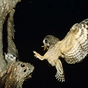 African Wood Owl - adult returning to young in nest with food