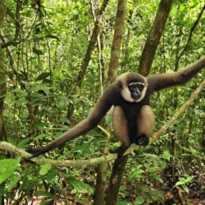 Agile Gibbon / Black-handed Gibbon - sitting on liana - Tanjung Puting National Park - Kalimantan - Borneo - Indonesia