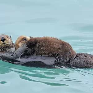 Mammals Metal Print Collection: Sea Otter