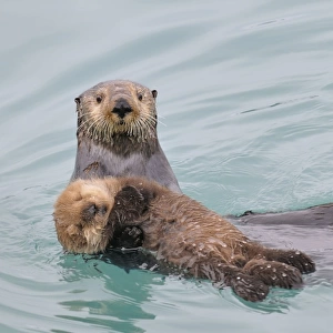 Alaskan / Northern Sea Otter - mother carrying her very young pup - while pups at this age float quite well they haven't learned the coordination or have the strength to swim very far so mother hauls them around much of the time