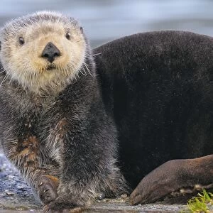 Alaskan / Northern Sea Otter - on shore _D3B3490