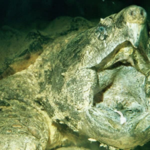 Turtles Greetings Card Collection: Alligator Snapping Turtle