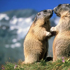Sciuridae Collection: Alpine Marmot