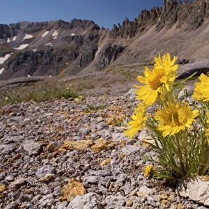 Alpine Sunflower, Old Man of the Mountains / Mountain Sunflower - The Rockies, Colorado, USA, North America