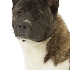 Utility Jigsaw Puzzle Collection: Akita