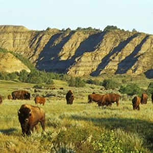 American Bison - herd in the north unit of Theodore Roosevelt National Park, North Dakota, USA. MB378
