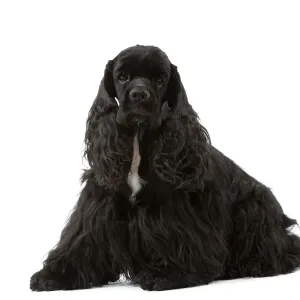 American Cocker Spaniel - black Print by Ardea American Cocker Spaniel - black Print by Ardea