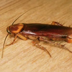 American Cockroach - female with egg sac