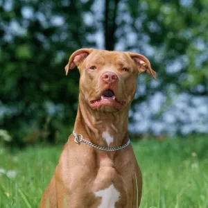 Terrier Canvas Print Collection: Bull Terrier