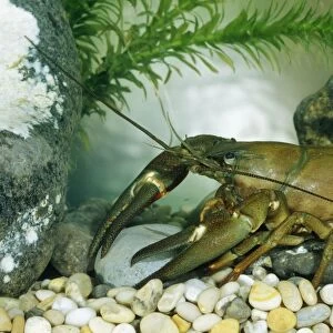 American signal Crayfish BB 389 Pacifastacus lenuisculus © Brian Bevan / ARDEA LONDON