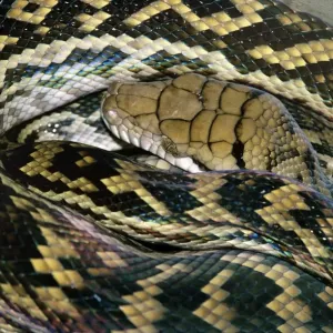 Python di ametistina/ammelanato/a testa da vicino Python di ametistina/ammelanato/a testa da vicino