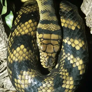 Python di ametrista / Ametrastina/Python a spira - cavo Python di ametrista / Ametrastina/Python a spira - cavo