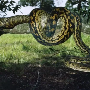 Amethystine Python