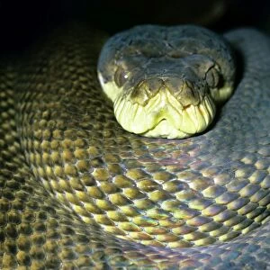 Amethyst / Amethystine / Scrud Python - head in coils - Australia