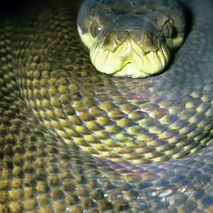 L'ammistite/ Acrisiofita/ Serpente di scruda python testa a gomiti- Australia L'ammistite/ Acrisiofita/ Serpente di scruda python testa a gomiti- Australia