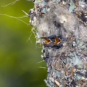 Amethyst sunbird 12-day chicks in nest_DSC5788