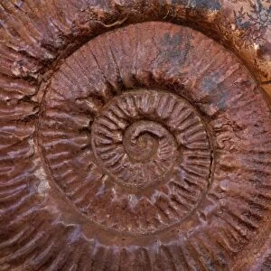 Ammonite (Parkinsonia) - Southern France - mid-Jurassic